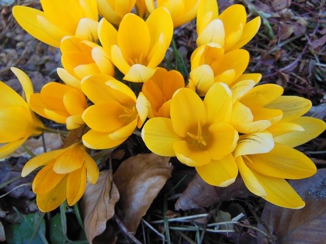 Yellow crocus flowers Yellow crocus flowers