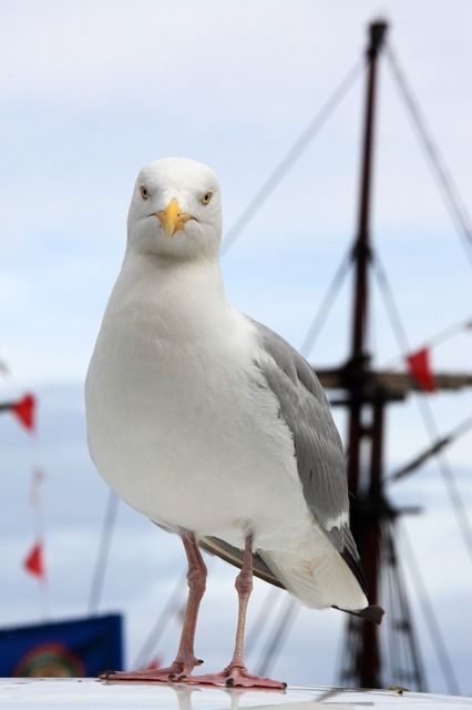 Seagull close up Seagull close up