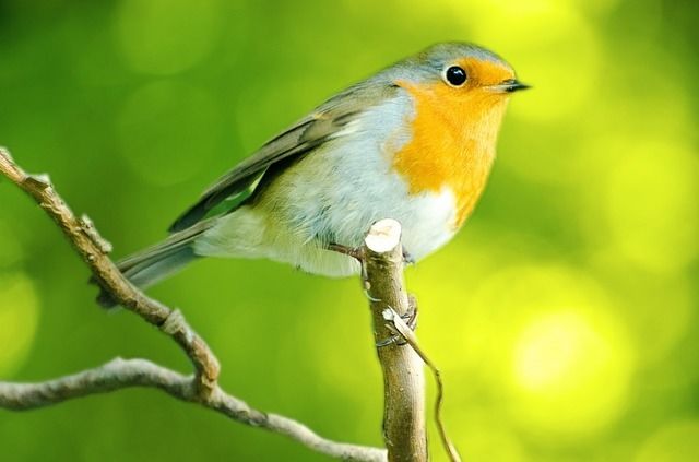 Bright robin Bright robin