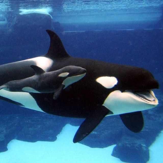 Whales Whales