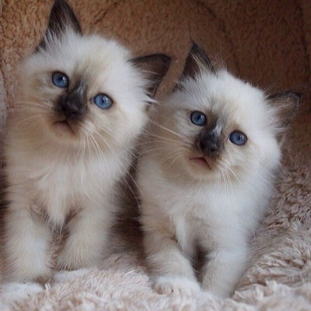 Cute kitten Cute kitten
