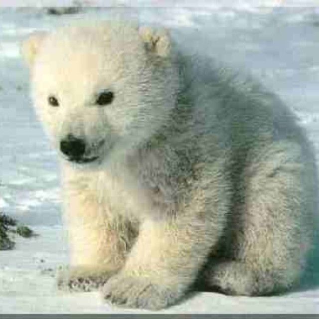 Polar bear