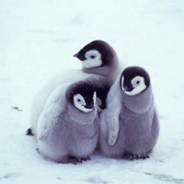 Penguins Penguins