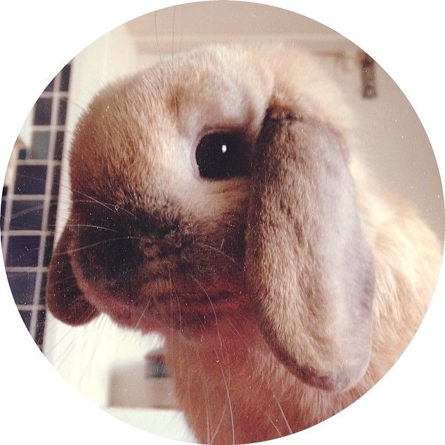 Bunny selfie