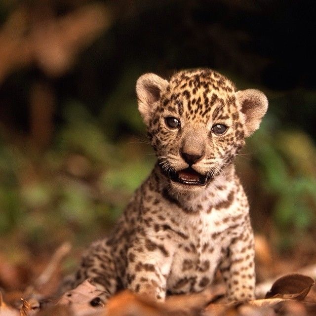Little cheetah Little cheetah