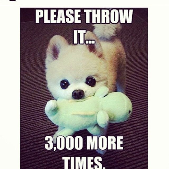 Please throw it 3000 more times