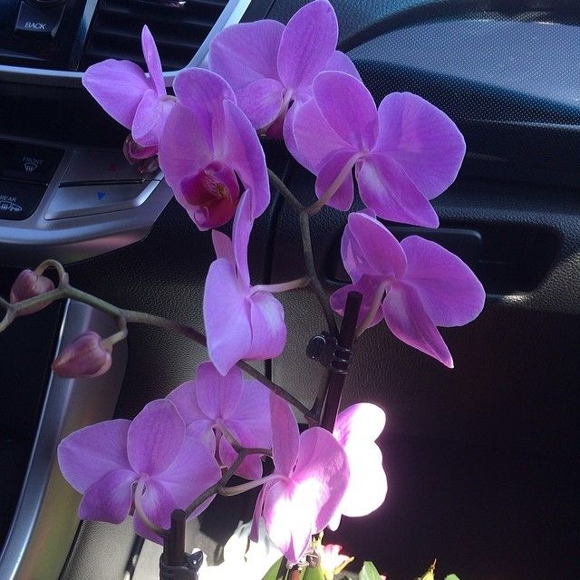 Orchids