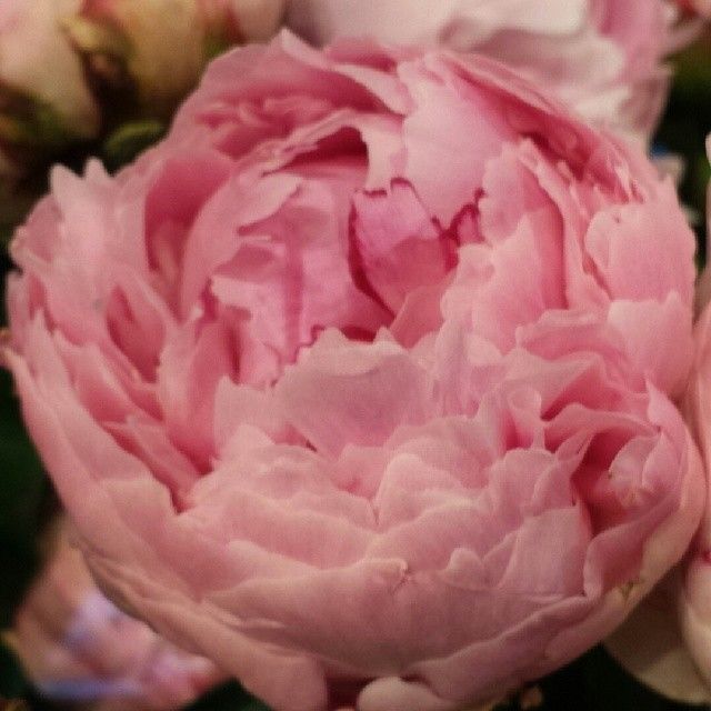Pink peony