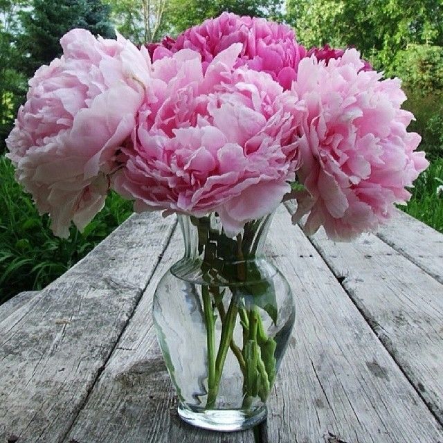 Vase of Peonies