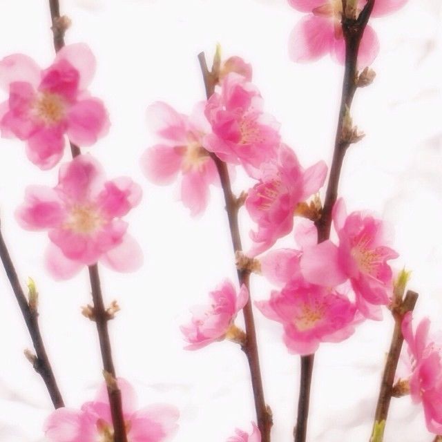 Peach blossom Peach blossom