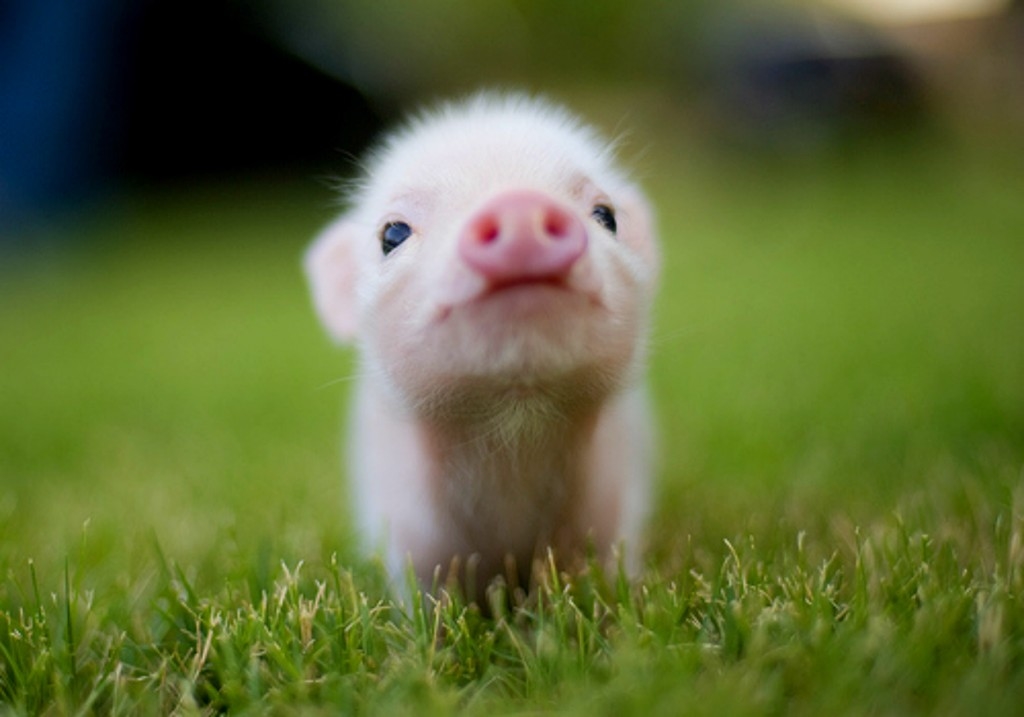 Adorable Piglet