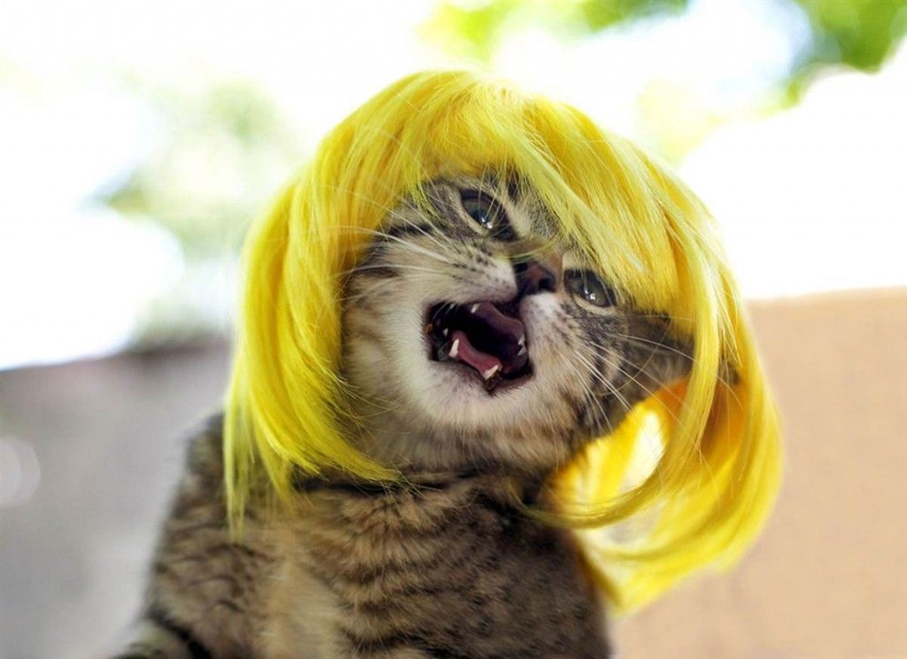 Blonde Wig Kitten Blonde Wig Kitten