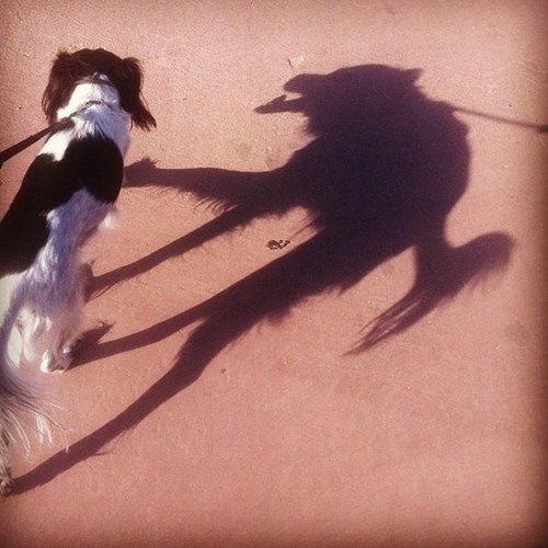 Crazy Shadow