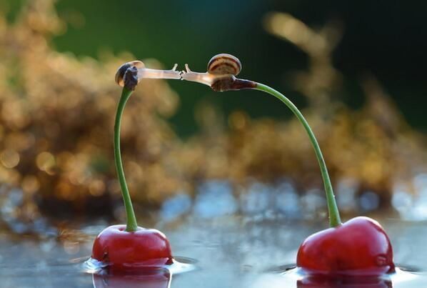 Snails Kiss on Cherries Snails Kiss on Cherries