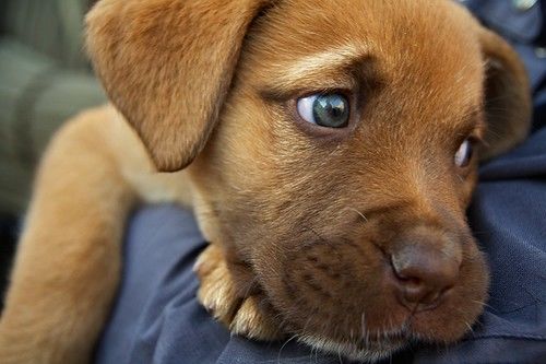 Blue Eyed Puppy