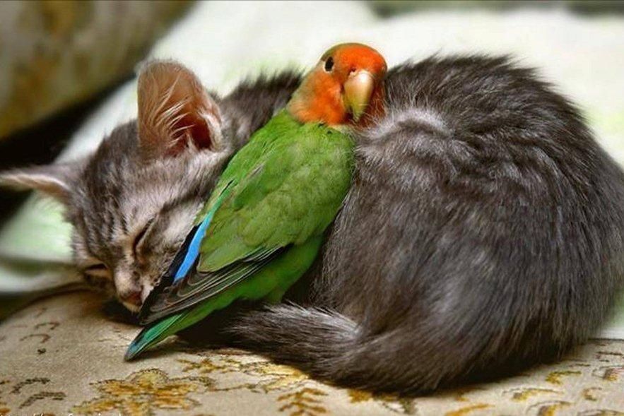 Cat And Bird