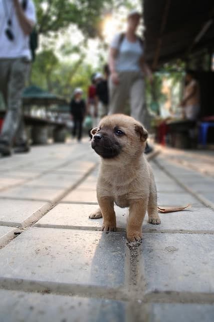 City Pup