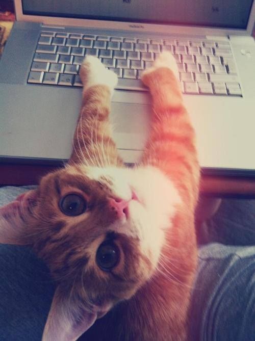 Computer Cat