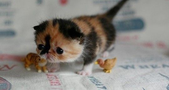 Cutest Kitten Ever