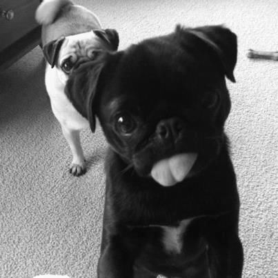 Dog Sticking Out Tongue