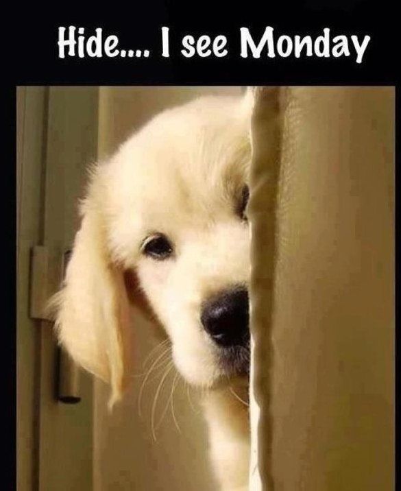 Hide I See Monday