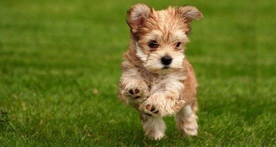 Puppy Running