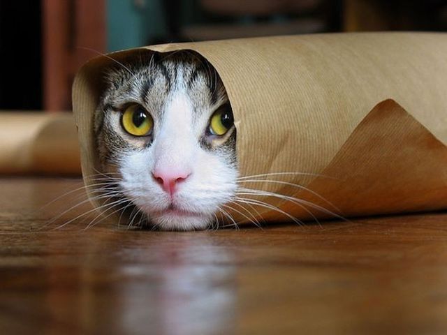 Rolled Up Cat