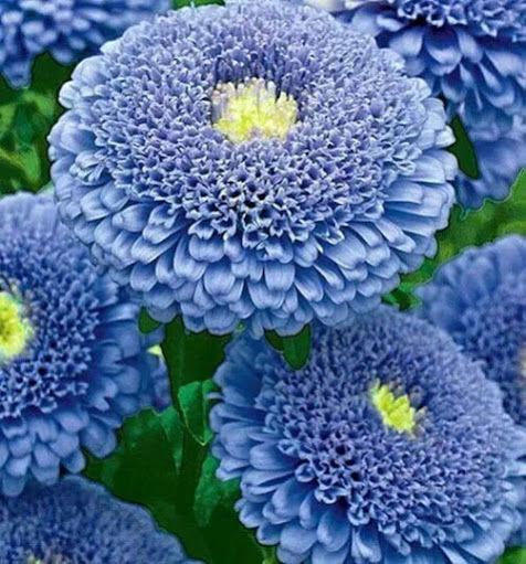 Blue Asters Blue Asters
