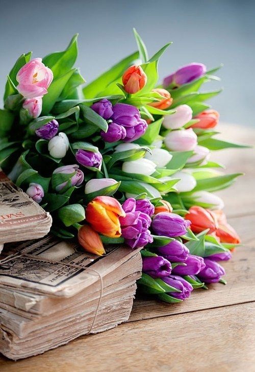 Colorful Tulips Colorful Tulips