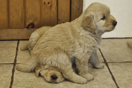 Squishy Face