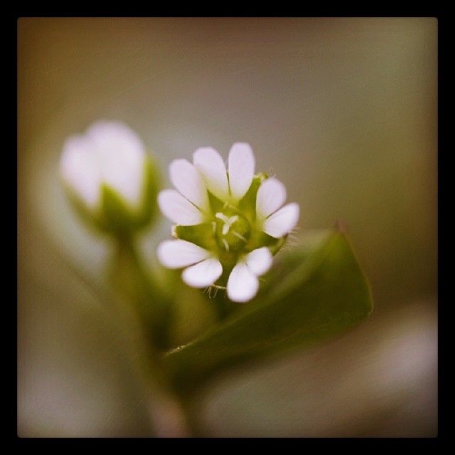 Tiny flower