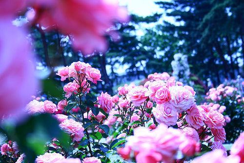 Pink rose arrangement Pink rose arrangement
