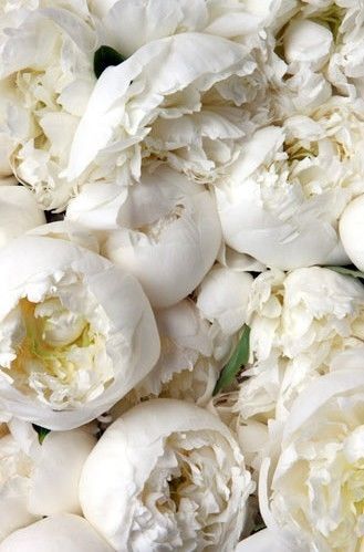 White peonies White peonies