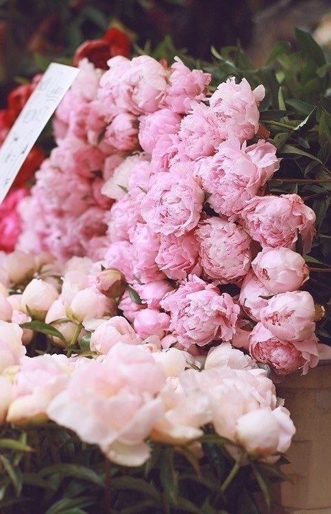Pink Peonies Pink Peonies