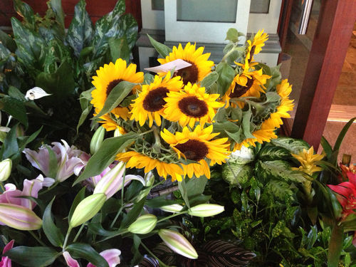 Sunflowers Sunflowers