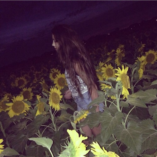 Field of sunflowers Field of sunflowers