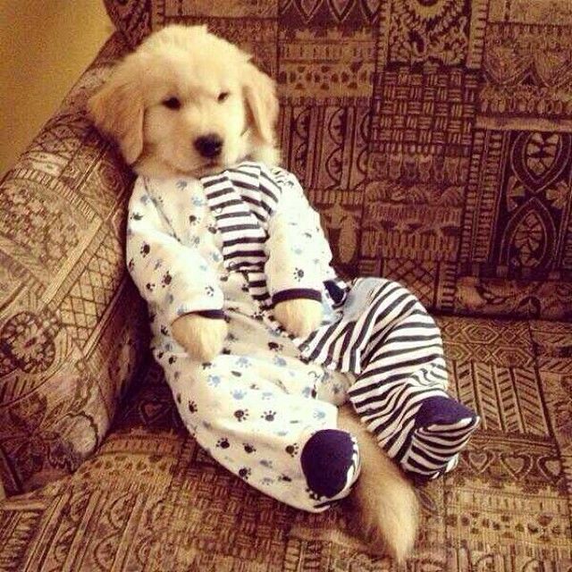 Pajama dog Pajama dog