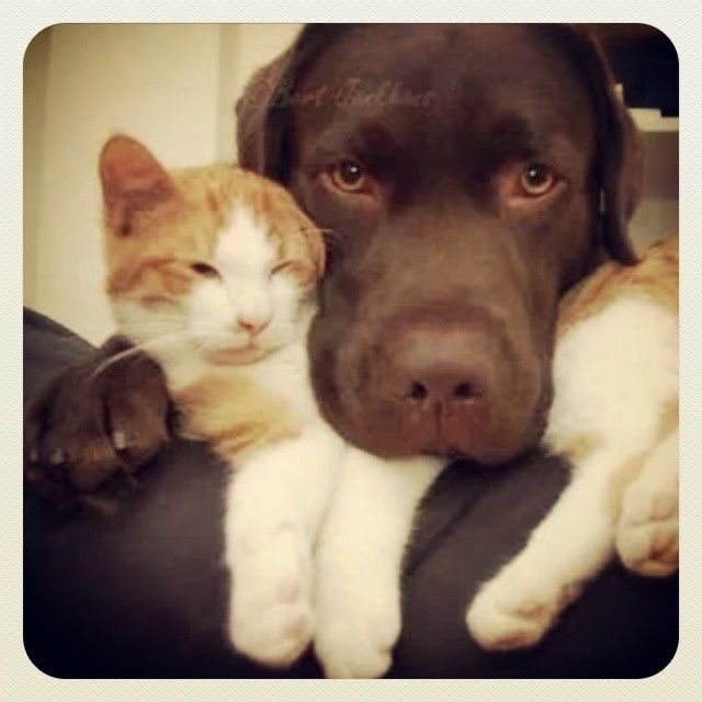 Cat and Dog Cat and Dog