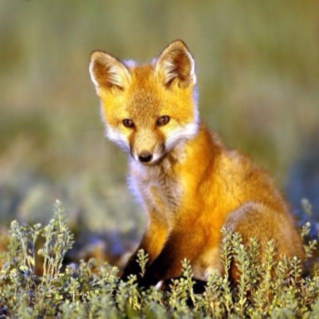 Cute fox Cute fox