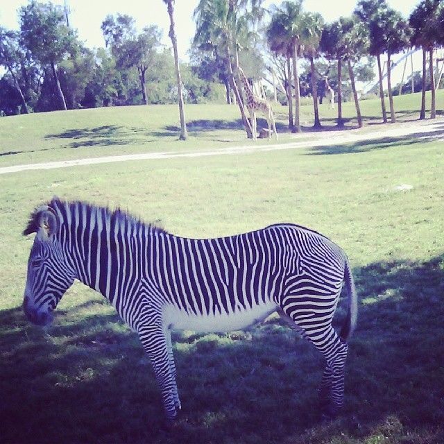 Zebra Zebra