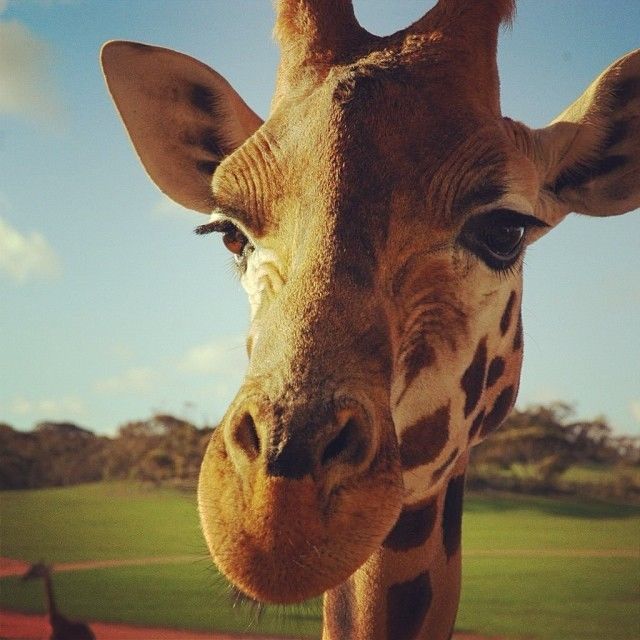 Giraffe closeup Giraffe closeup