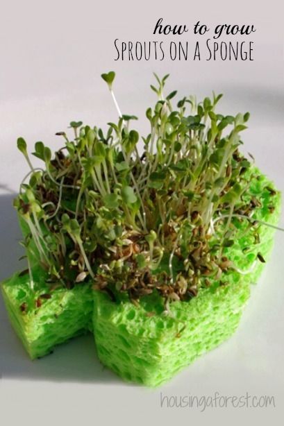 Shamrock sprouts Shamrock sprouts