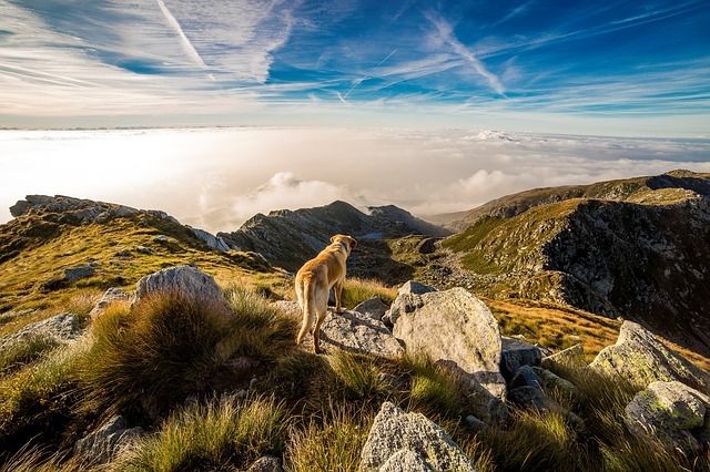 Dog on the mountain