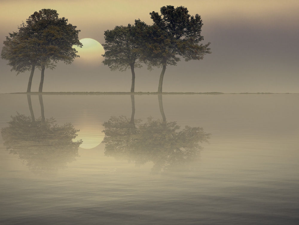 Beautiful tree reflection 