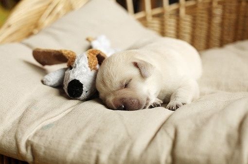 Dog and his Teddy