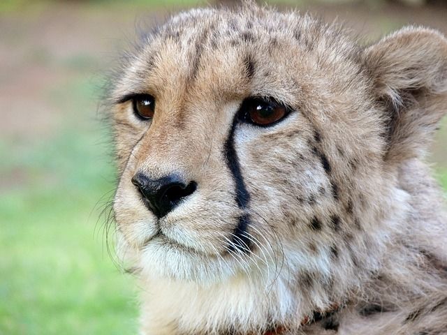 Baby cheetah Baby cheetah