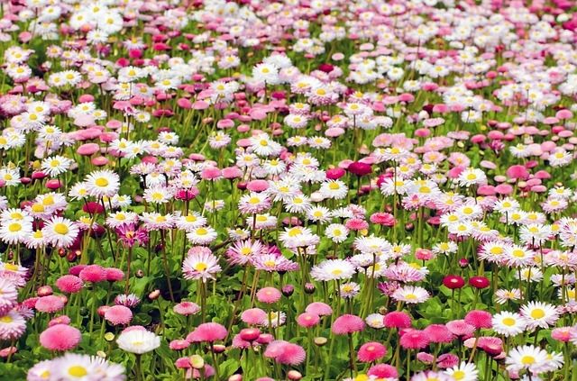 Field of pink and white flowers