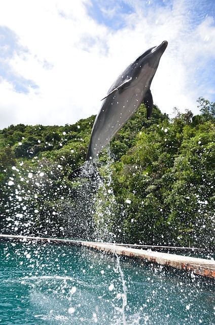 Flying dolphin