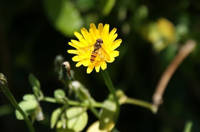 Bee landing Bee landing