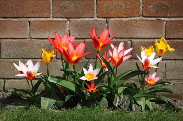 Blooming bunch of flowers Blooming bunch of flowers